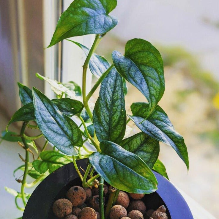 pothos leca LECA Addict Starter Kit – MN Alumni Market